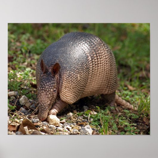 Poster van Armadillo (Voorkant)