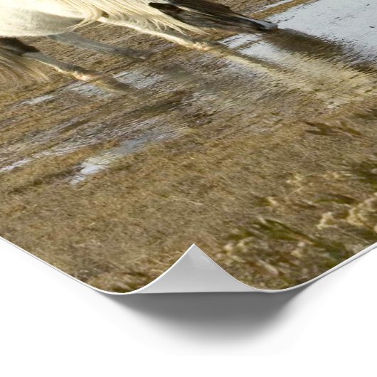 Poster van Assateague Ponies (Hoek)