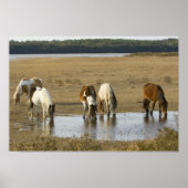 Poster van Assateague Ponies (Voorkant)