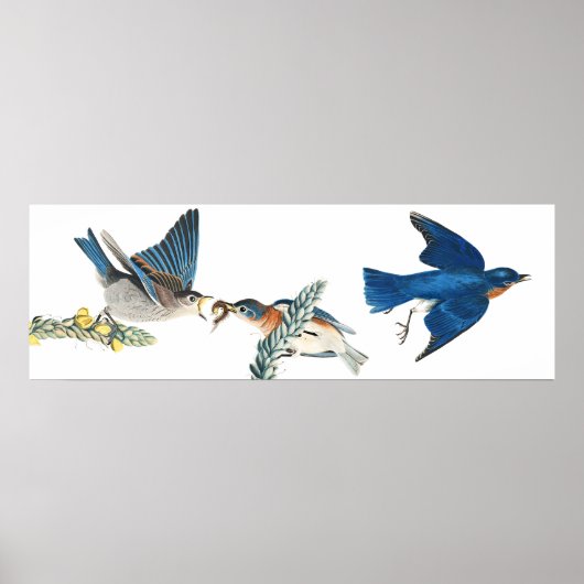 Poster van audubon Bluebird Animal Wildlife (Voorkant)