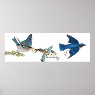 Poster van audubon Bluebird Birds Animal Wildlife