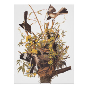 Poster van Audubon's Mockingbird