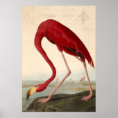 Poster van Audubon's Red Flamingo (Voorkant)
