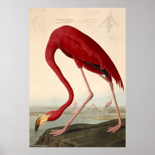 Poster van Audubon's Red Flamingo (Voorkant)