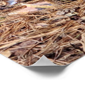 Poster van Barbarijse eenden (Hoek)