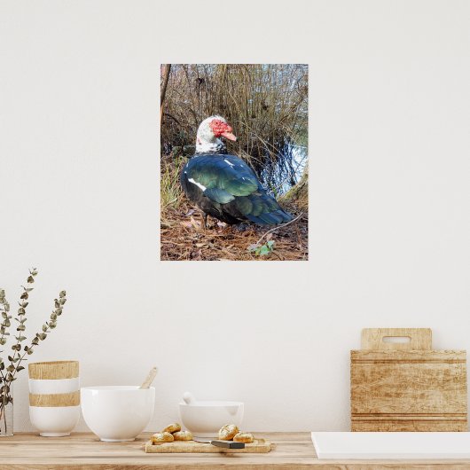 Poster van Barbarijse eenden (Keuken)