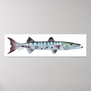 Poster van Barracuda