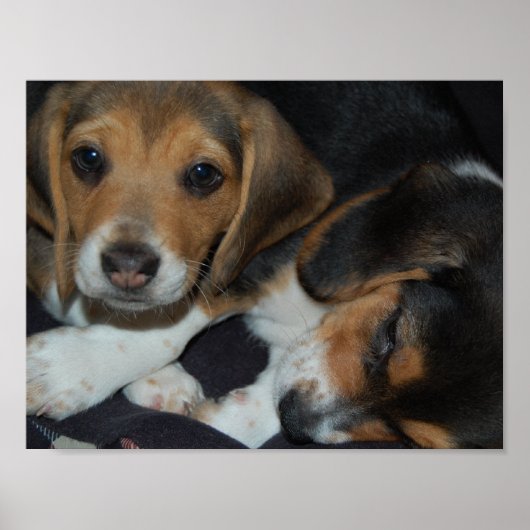 Poster van beagle Puppies (Voorkant)