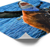 poster van beer haaien (Hoek)