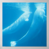 Poster van Beluga Whales (Voorkant)
