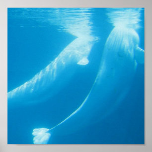 Poster van Beluga Whales