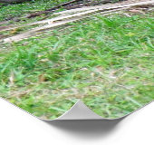 Poster van Bengal Tiger (Hoek)