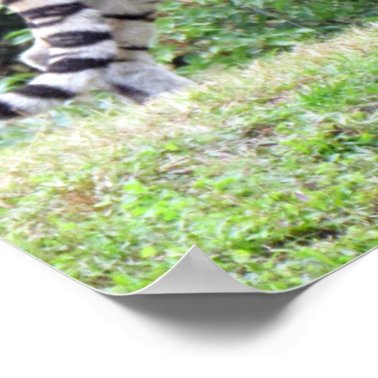 Poster van Bengal Tiger (Hoek)