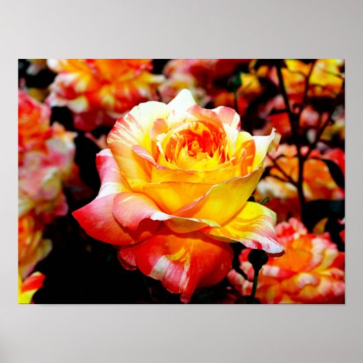 Poster van beschilderd Roos (Voorkant)