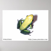 Poster van bicolor (Voorkant)