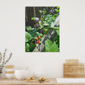 Poster van bitterzoete nachtschaduw (Solanum dulca (Keuken)