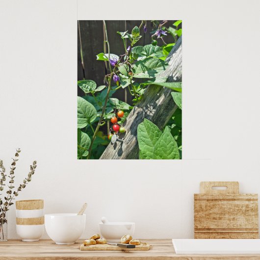 Poster van bitterzoete nachtschaduw (Solanum dulca (Keuken)