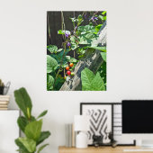Poster van bitterzoete nachtschaduw (Solanum dulca (Thuiskantoor)