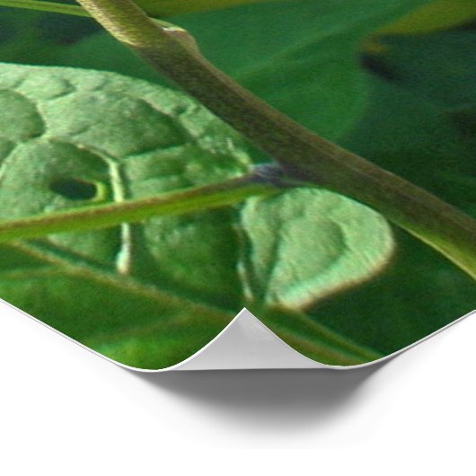 Poster van bitterzoete nachtschaduw (Solanum dulca (Hoek)