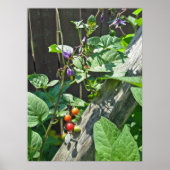Poster van bitterzoete nachtschaduw (Solanum dulca (Voorkant)