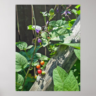 Poster van bitterzoete nachtschaduw (Solanum dulca