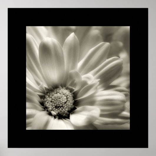 Poster van Black and White Daisy (Voorkant)