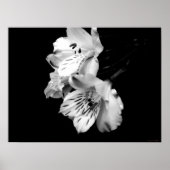 Poster van Black en White Alstroemeria Lily (Voorkant)
