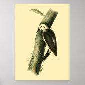 Poster van Black & White Woodpecker (Voorkant)