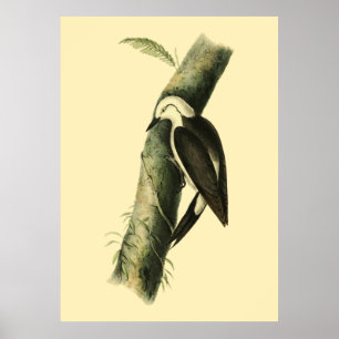 Poster van Black & White Woodpecker