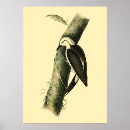 Poster van Black & White Woodpecker (Voorkant)