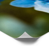 Poster van blauwe hydrangea (Hoek)