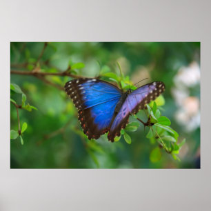 Poster van Blauwe Vlinder