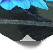 Poster van blauwe zonnebloem (Hoek)