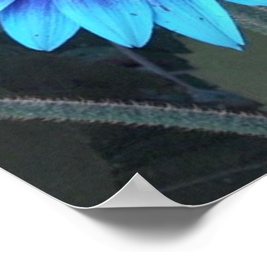 Poster van blauwe zonnebloem (Hoek)