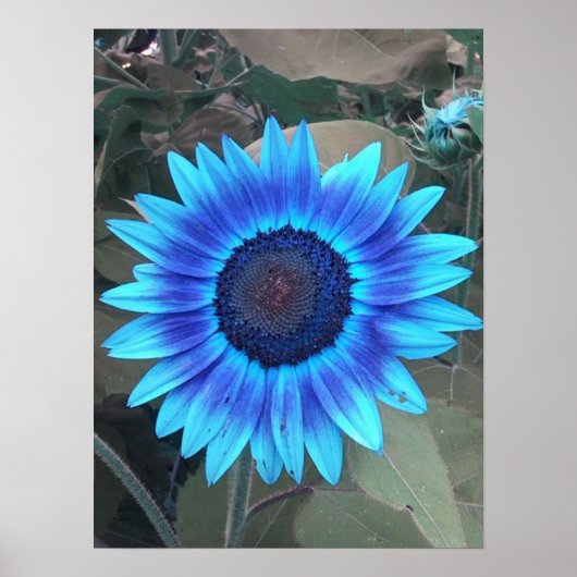 Poster van blauwe zonnebloem (Voorkant)