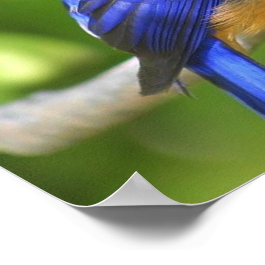 Poster van blauwvogel (Hoek)