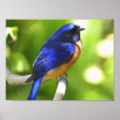 Poster van blauwvogel (Voorkant)
