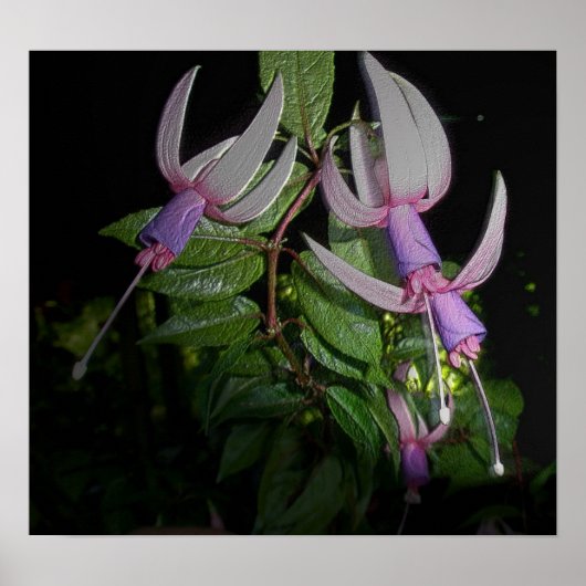 Poster van Blue Fushia (Voorkant)