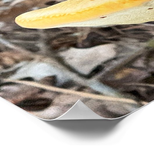 Poster van boompaddestoelen (Hoek)