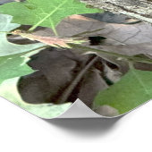 Poster van boompaddestoelen (Hoek)