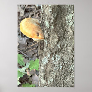Poster van boompaddestoelen