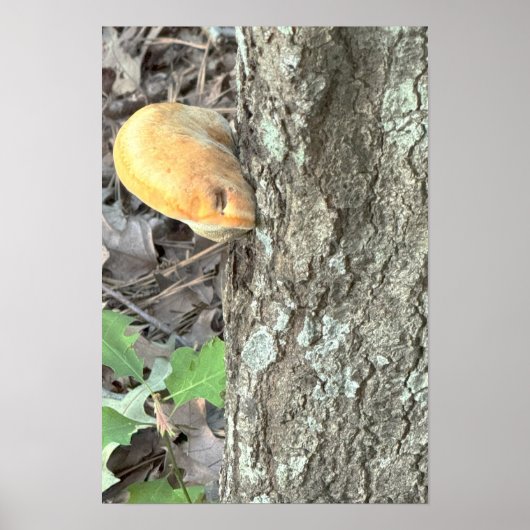 Poster van boompaddestoelen (Voorkant)