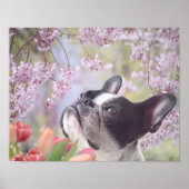 Poster van Boston Terrier (Voorkant)
