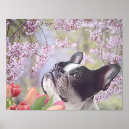 Poster van Boston Terrier (Voorkant)