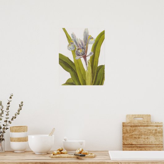  Poster van botanische flora; Iris (Keuken)