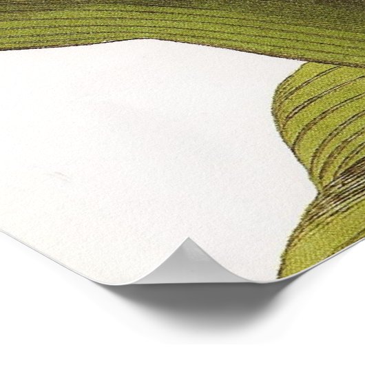  Poster van botanische flora; Iris (Hoek)