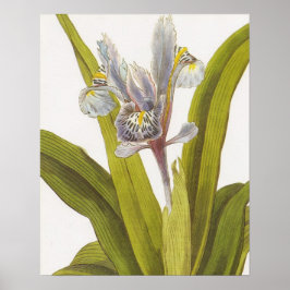  Poster van botanische flora; Iris