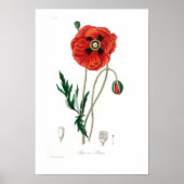  POSTER VAN BOTANISCHE POPPIËLE ILLUSTRATIE (Voorkant)