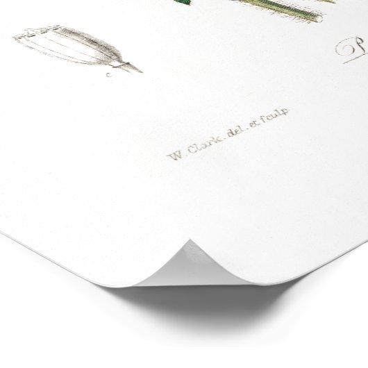  POSTER VAN BOTANISCHE POPPIËLE ILLUSTRATIE (Hoek)