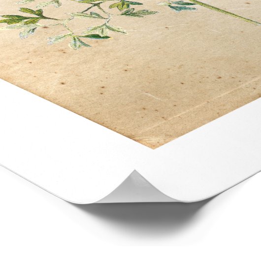 Poster van botanische wilde bloemen (Hoek)